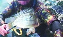 鱼爆料的视频大全集,揭秘娱乐圈幕后真相